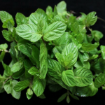 Mint Leaves