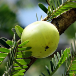 Amla (Gooseberry) to detoxify blood