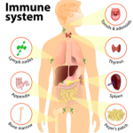 immune system
